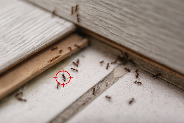 Best Cockroach Control Services  in Rose, LA